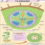 T.S Root Dicot Chart